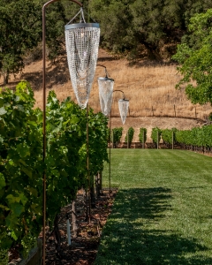 Swirls Vineyard Lawn