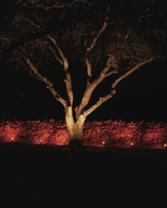 Tree & Wall Up Light