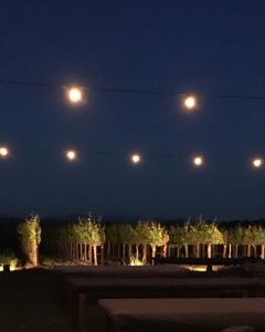 Vineyard Up Light